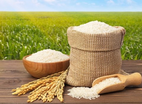 خرید و قیمت برنج امسال شمال + فروش صادراتی